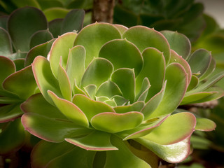 Closeup of a green succulent plant with red edging on leaves