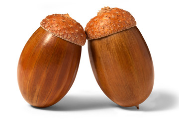 Ripe acorns isolated on a white background