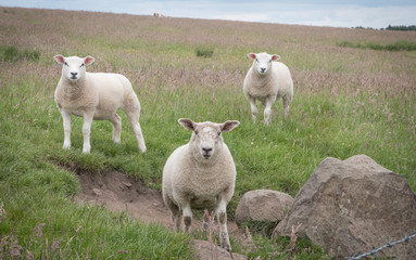 Three white sheep standing on a hill and staring at camera