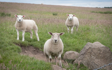 Obraz premium Three white sheep standing on a hill and staring at camera