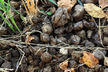 A heap of donkey dung on the meadow