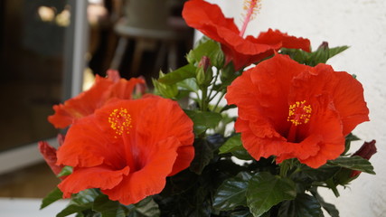 Hibiskus © Kerstin