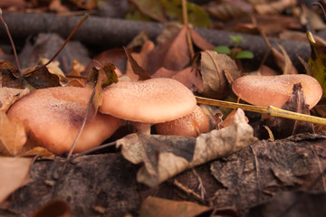 Mushrooms at autumn forest.