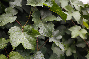 Green leaves of grape bushes covered with water drops.