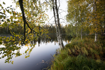 Fototapeta na wymiar 北欧の川と白樺の木