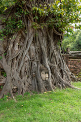 Vertical image of Head of Sandstone Buddha in the tree roots at Wat Mahathat, Ayutthaya, Thailand.