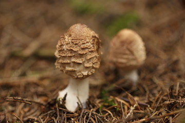 Boletus edulis edible mushroom in the forest