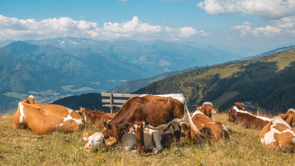 Fototapeta na wymiar Beautiful alpine view at Zell am See - Zeller See - Salzburg - Austria