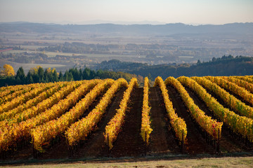 An Oregon vineyard in October shows off rows of golden vines glowing in afternoon sun, bare soil...