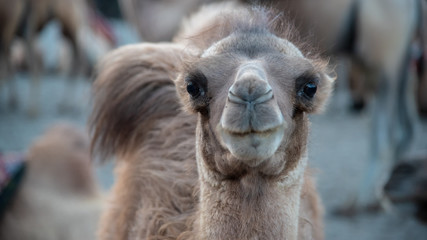 Fototapeta premium Funny camel head, close up, in Leh Ladakh, Jammu and Kashmir, India.