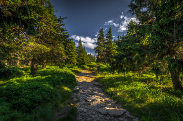 Fototapeta na wymiar Narrow rocky path in the green forest from Serak to Velky Keprnik, Jeseniky, Czech Republic