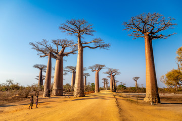 Young boys by the Avenue of the Baobabs near Morondova, Madagascar.