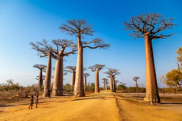 Deurstickers Jonge jongens bij de Avenue of the Baobabs in de buurt van Morondova, Madagascar. © Christian