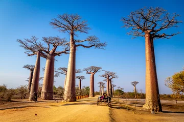 Fototapeten Pferdewagen auf der Allee der Baobabs in der Nähe von Morondova, Madagaskar. © Christian
