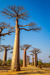 Fototapeta na wymiar Avenue of the Baobabs near Morondova, Madagascar.