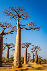 Fototapeta na wymiar Avenue of the Baobabs near Morondova, Madagascar.