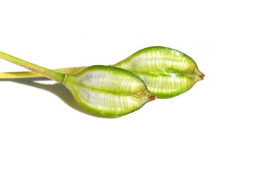 Green striped seed capsule from a wild tulip Tulipa tarda isolated on white background