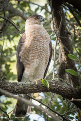 Red Shouldered Hawk perched in a tree