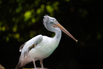 Great white pelican (the eastern white pelican, rosy or white pelican, pelecanus onocrotalus) in the zoo