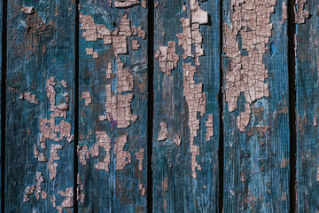 Vintage painted wooden background texture of wooden weathered rustic wall with peeling paint. Empty space for copy old wood texture. Cracked paint with lots of small cracks, abstract grunge texture