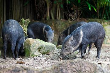 Group of 4 black wild boars eating their food in the zoo