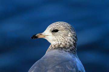 Möwe Portrait