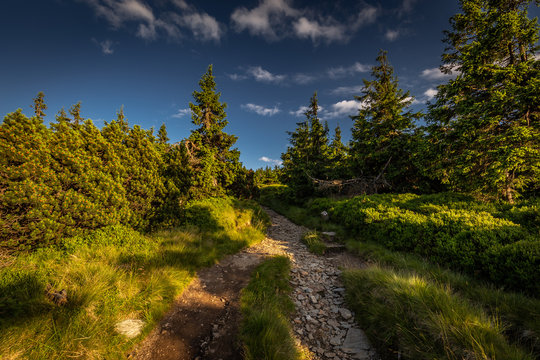 Narrow rocky path in the green forest from Serak to Velky Keprnik, Jeseniky, Czech Republic