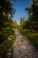 Narrow rocky path in the green forest from Serak to Velky Keprnik, Jeseniky, Czech Republic