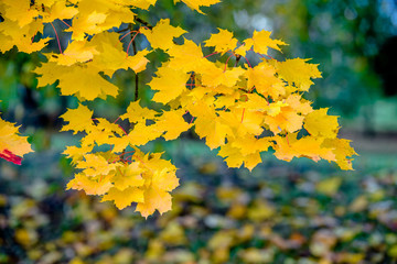 Autumn background-yellow maple leaves in the city Park