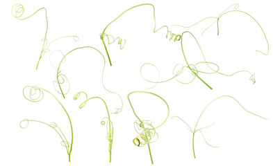 Green ivy plant  isolated on gray background, clipping path