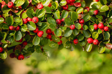Red autumn berries of red Firethorn. Autumn beautiful background