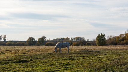 Landscape with horse in field.Autumn