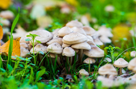 White autumn mushrooms. Beautiful natural autumn landscape