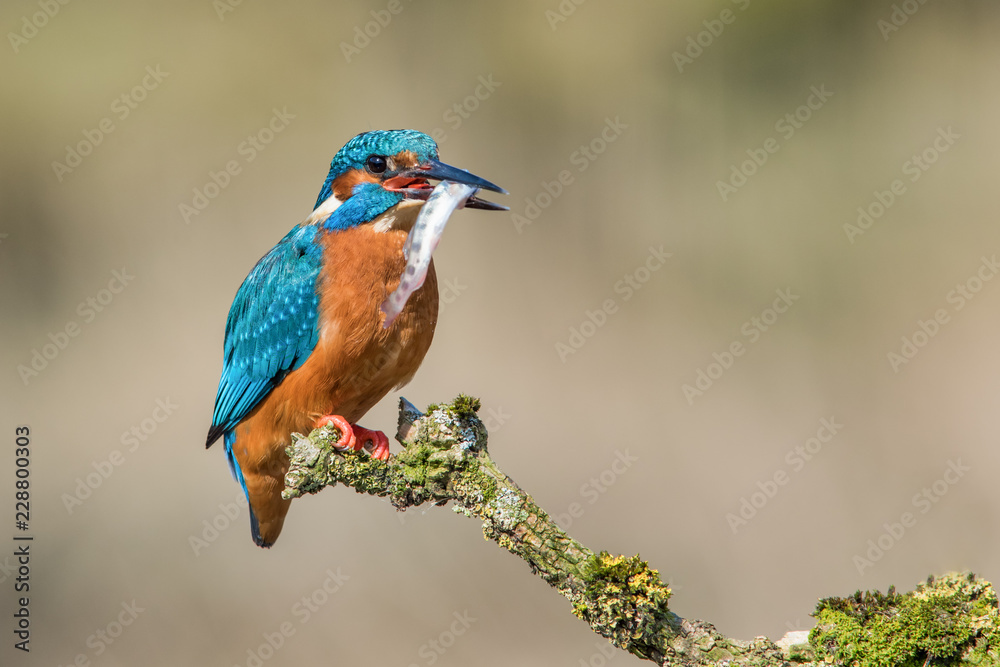 Aufkleber a kingfisher sits perched on a lichen covered branch after a successful dive. the bird has caught a 