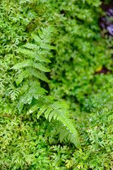 Green moss texture closeup
