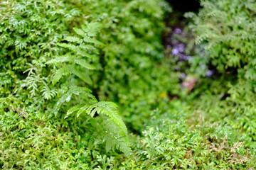 Obraz premium Green moss texture closeup