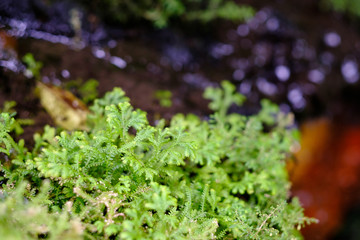 Green moss texture closeup