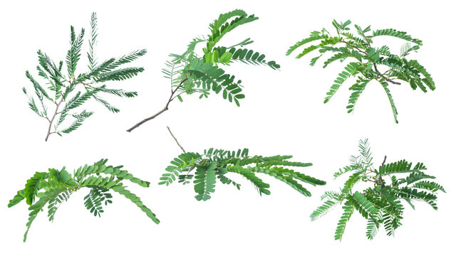 Tamarind leaves isolated on white background with clipping path..
