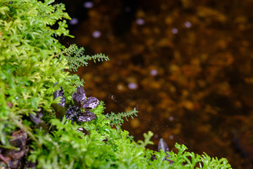 Green moss texture closeup