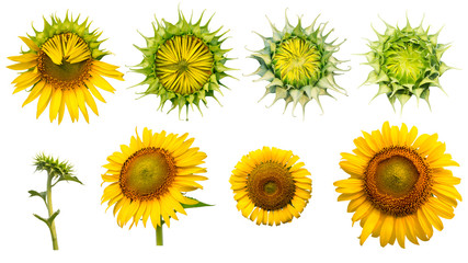 sunflower isolated on white background with clipping path
