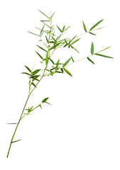bamboo isolated on gray background with clipping path