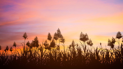 sugar cane fields flower at sunny sunset..