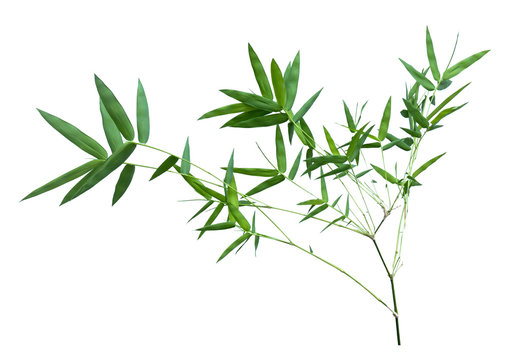 bamboo isolated on gray background with clipping path
