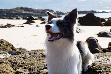 portrait of border collie dog on the beach