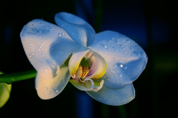 Blue white orchid