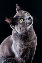 
Close-up portrait of Russian blue cat
