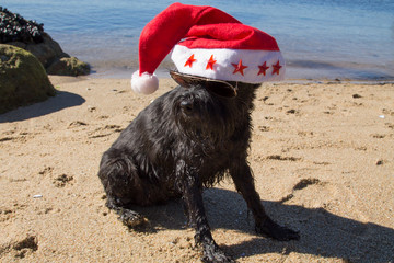 black schnauzer dog with santa claus hat and sunglasses on the beach
