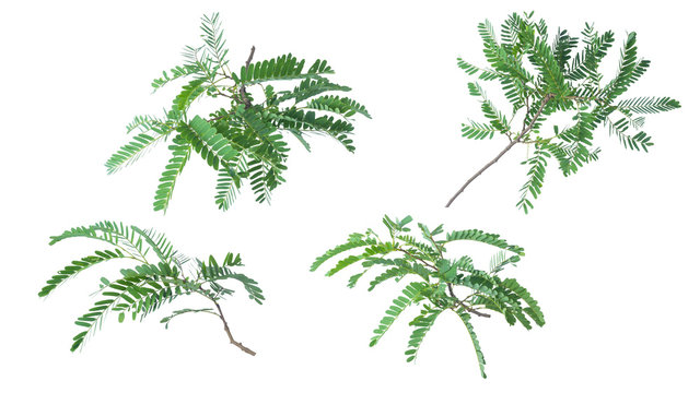 Tamarind leaves isolated on white background with clipping path..