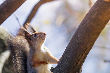 Portrait of a squirrel on a tree in an autumn forest.
