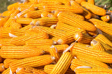Fototapeta na wymiar pile of dry corn